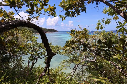 Sur le chemin - Anse Saint Jose Plage à Curieuse