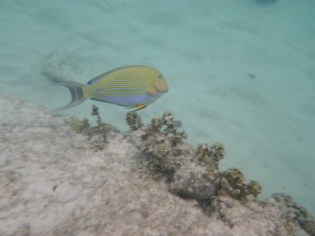 Snorkeling - Anse Saint Jose Plage à Curieuse