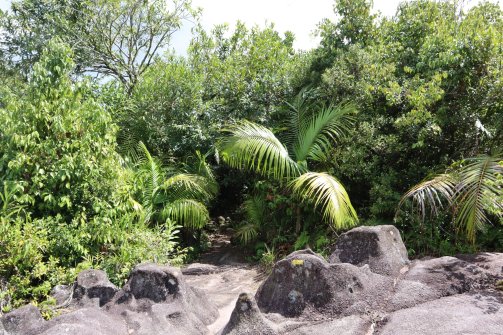 Le petit chemin caché - Reserve Trail Mahé