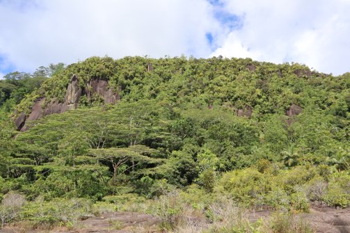 Les falaises cachées par la jungle - Reserve Trail Mahé