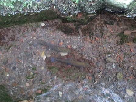 Poissons dans la levada. - Randonnée PR9 Levada do Caldeirão Verde Santana