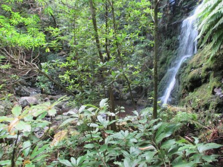 Randonnée Levada dos Cedros - Fanal (PR14) À proximité de Seixal