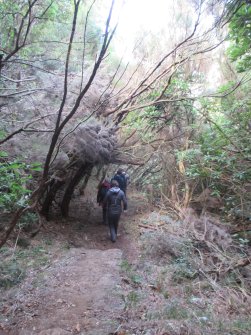 Randonnée Levada dos Cedros - Fanal (PR14) À proximité de Seixal