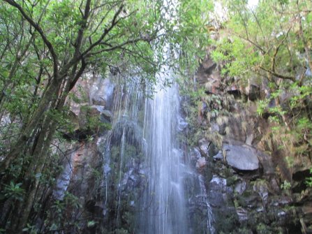 Randonnée Levada dos Cedros - Fanal (PR14) À proximité de Seixal