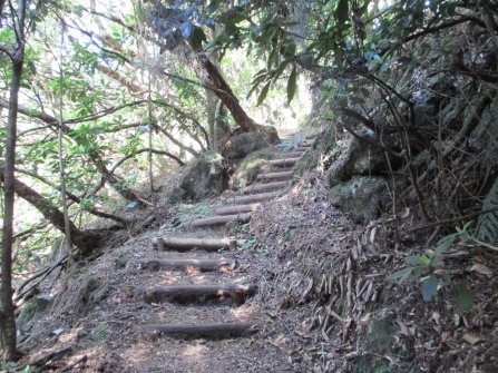 Randonnée Levada dos Cedros - Fanal (PR14) À proximité de Seixal