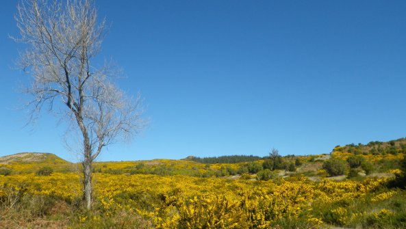 Sommet de Bica da Cana Unhais da Serra