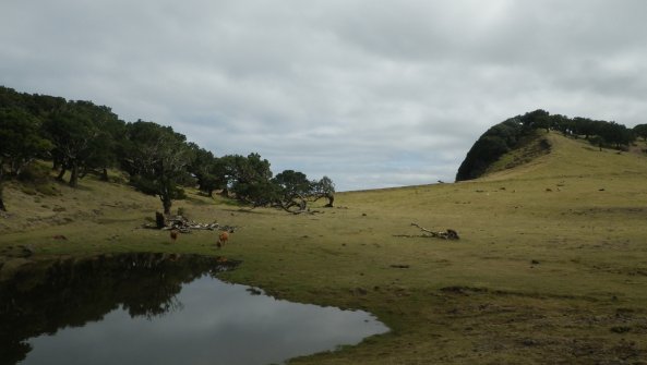 Lagoa do Fanal À proximité de Seixal