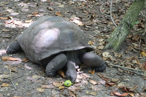 Tortue géante - Turtle Sanctuary Île Curieuse