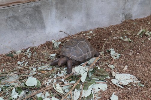 Bébé tortue - Turtle Sanctuary Île Curieuse