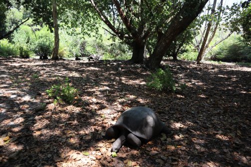 Tortue géante à l'ombre - Turtle Sanctuary Île Curieuse