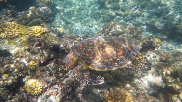 Tortue de mer - Excursion en bateau Îles Grande-Soeur, Cocos et Felicite 