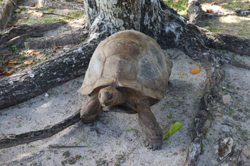 Rencontre inattendue avec une tortue géante - Excursion en bateau Îles Grande-Soeur, Cocos et Felicite 