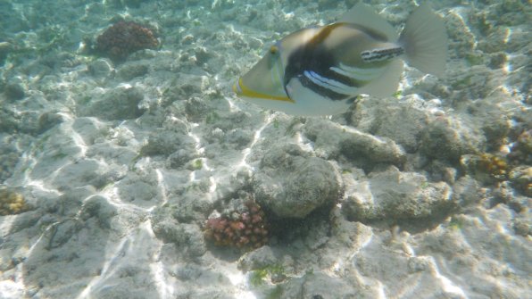 Un peu de snorkeling - Excursion en bateau Îles Grande-Soeur, Cocos et Felicite 