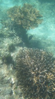 Observation de corail - Excursion en bateau Îles Grande-Soeur, Cocos et Felicite 