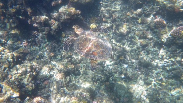 Rencontre merveilleuse avec cette magnifique tortue de mer - Excursion en bateau Îles Grande-Soeur, Cocos et Felicite 