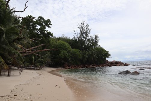 Anse Badamier - Visite de Curieuse 