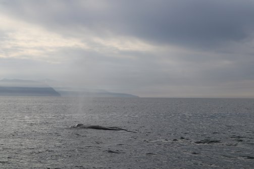 Observation de baleines Húsavík