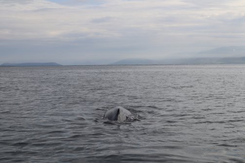 Observation de baleines Húsavík