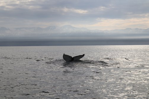 Observation de baleines Húsavík