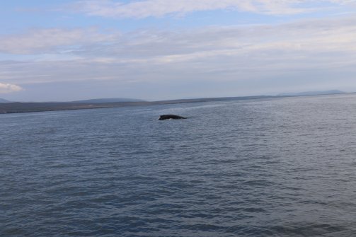 Observation de baleines Húsavík