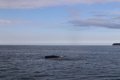 Observation de baleines Húsavík