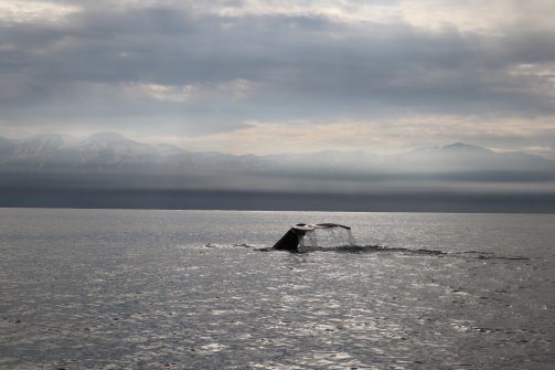 Observation de baleines Húsavík