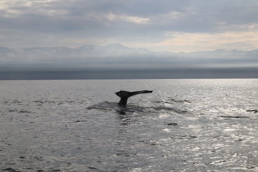 Observation de baleines Húsavík