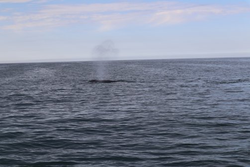 Observation de baleines Húsavík