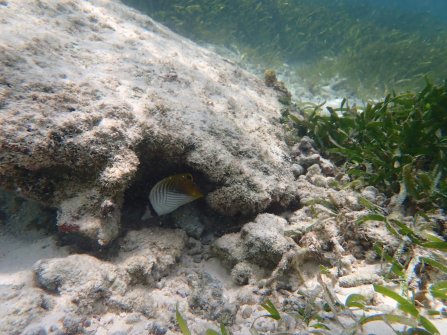 Anse Source d'Argent - Journée à La Digue 