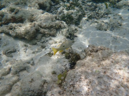 Anse Source d'Argent - Journée à La Digue 