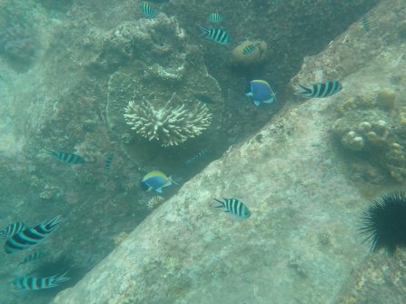 Snorkeling autour de l'île St. Pierre 