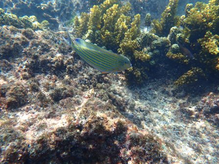 Snorkeling autour de l'île St. Pierre 