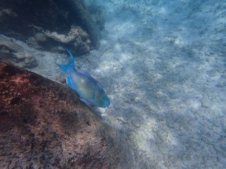 Snorkeling autour de l'île St. Pierre 