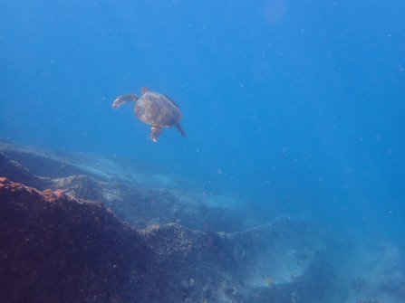 Snorkeling autour de l'île St. Pierre 