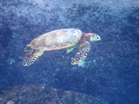 Snorkeling autour de l'île St. Pierre 