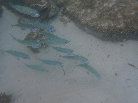 Snorkeling autour de l'île St. Pierre 