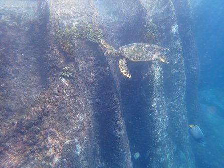 Snorkeling autour de l'île St. Pierre 