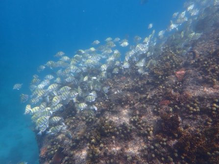 Snorkeling autour de l'île St. Pierre 