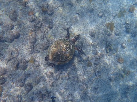 Snorkeling autour de l'île St. Pierre 