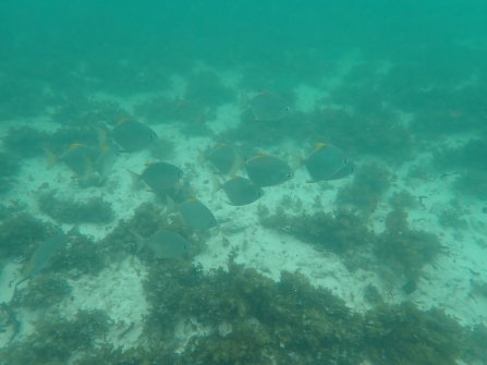 Snorkeling autour de l'île St. Pierre 