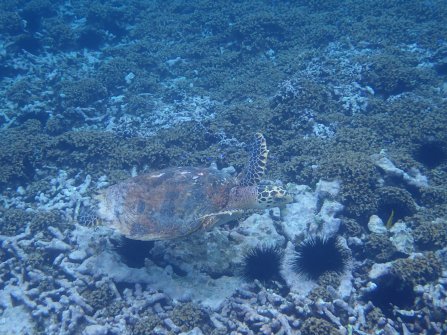 Excursion en bateau Coco Island, Grande-Sœur et Félicité 