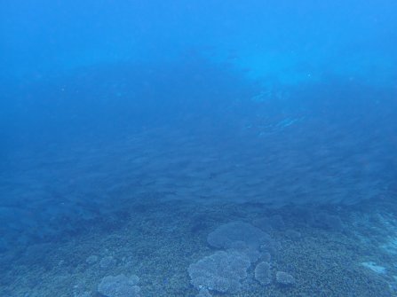 Banc de poisson à Félicité - Excursion en bateau Coco Island, Grande-Sœur et Félicité 