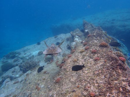 Excursion en bateau Coco Island, Grande-Sœur et Félicité 