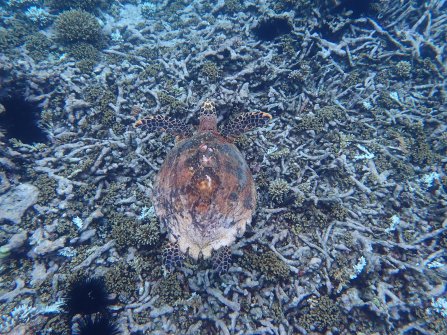 Tortue observée à Félicité - Excursion en bateau Coco Island, Grande-Sœur et Félicité 