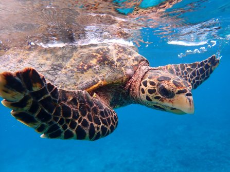 Tortue observée à Félicité - Excursion en bateau Coco Island, Grande-Sœur et Félicité 