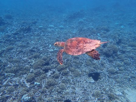 Tortue observée à Félicité - Excursion en bateau Coco Island, Grande-Sœur et Félicité 