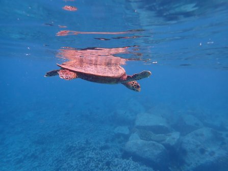 Tortue observée à Félicité - Excursion en bateau Coco Island, Grande-Sœur et Félicité 