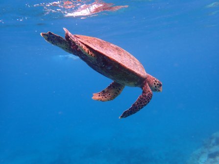 Tortue observée à Félicité - Excursion en bateau Coco Island, Grande-Sœur et Félicité 