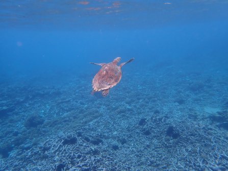 Tortue observée à Félicité - Excursion en bateau Coco Island, Grande-Sœur et Félicité 