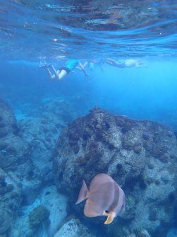 Excursion en bateau Coco Island, Grande-Sœur et Félicité 